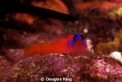 Skittles.  A tiny blue-banded goby takes refuge under an ... by Douglas Klug 